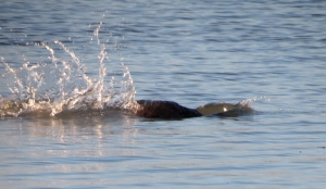 cl-beaver-splash